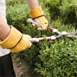 Giardinaggio eservizi ambientali